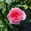 elevenpetals